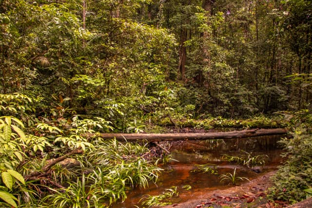 Flona - Trilha da Cachoeira da Glorinha