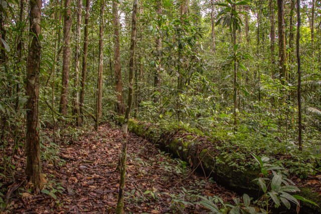 Flona - Trilha da Cachoeira da Glorinha