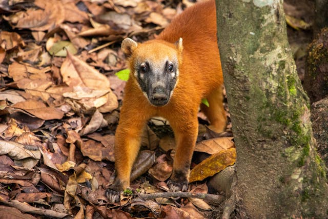 Bioparque da Amazônia