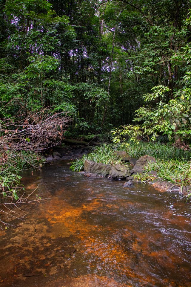 Flona - Trilha da Cachoeira da Glorinha