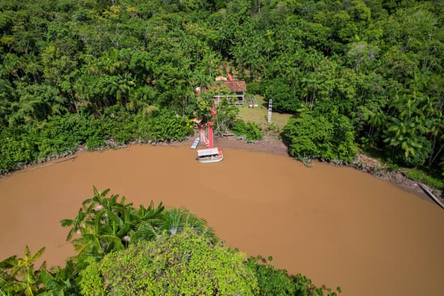 Flor da Samaúma