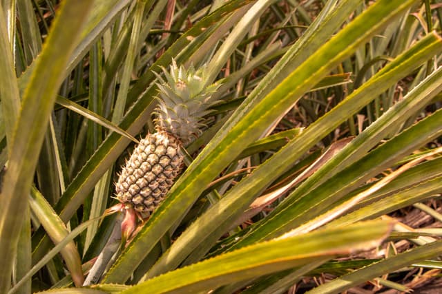 Pedra do Abacaxi